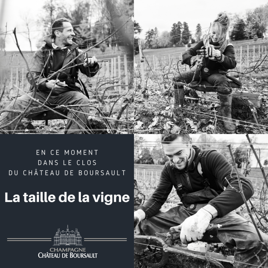 The pruning of the vines in the Clos du Château