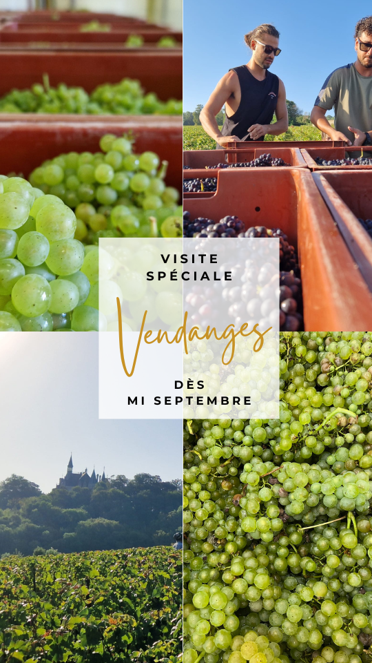 Découvrez Notre Expérience Vendanges : Plongez dans l'Art de la Récolte et du Pressage