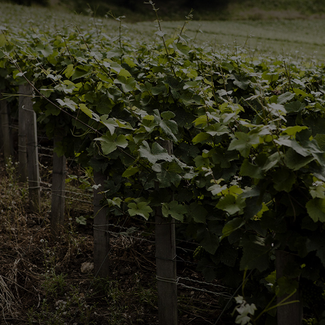 Sustainable Viticulture - Champagne Château de Boursault